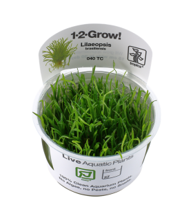 LILAEOPSIS BRASILIENSIS