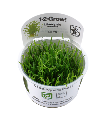 LILAEOPSIS BRASILIENSIS