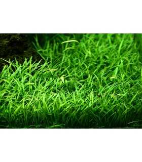 LILAEOPSIS BRASILIENSIS