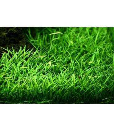 LILAEOPSIS BRASILIENSIS