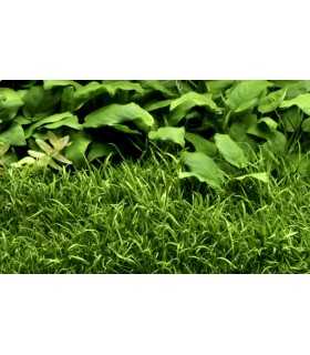 LILAEOPSIS BRASILIENSIS