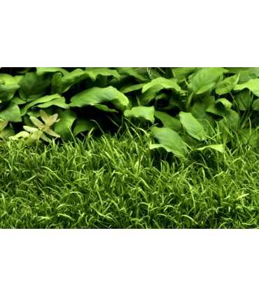 LILAEOPSIS BRASILIENSIS