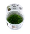 RICCIA FLUITANS (IN VITRO CUP)