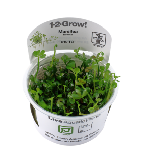 MARSILEA HIRSUTA