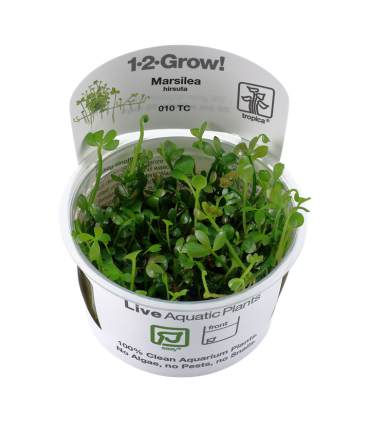 MARSILEA HIRSUTA