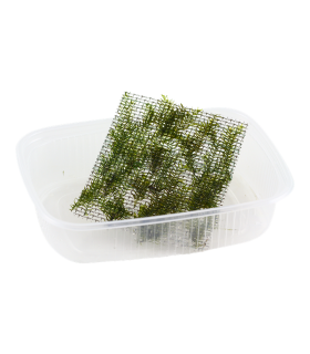 FISSIDENS FONTANUS (PHOENIX MOSS) PORCION 4x4cm