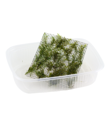 FISSIDENS FONTANUS (PHOENIX MOSS) PORCION 4x4cm