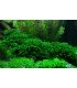 FISSIDENS FONTANUS (PHOENIX MOSS) PORCION 4x4cm