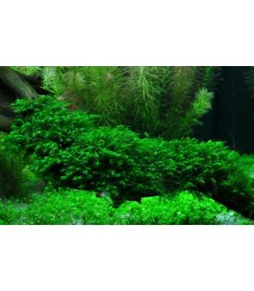 FISSIDENS FONTANUS (PHOENIX MOSS) PORCION 4x4cm