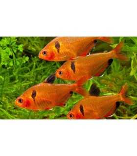 TETRA SERPAE