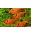 TETRA SERPAE 2,5 CM