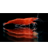 GAMBA NEOCARIDINA RED SAKURA (UND)