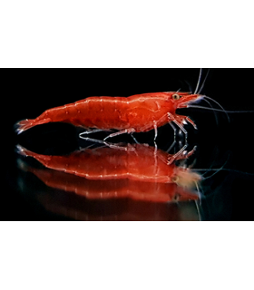 GAMBA NEOCARIDINA RED SAKURA (UND)