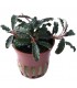 BUCEPHALANDRA KEDAGANG