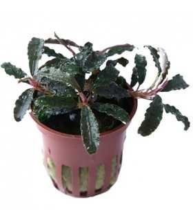 BUCEPHALANDRA KEDAGANG