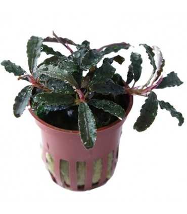 BUCEPHALANDRA KEDAGANG