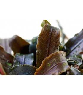 BUCEPHALANDRA KEDAGANG