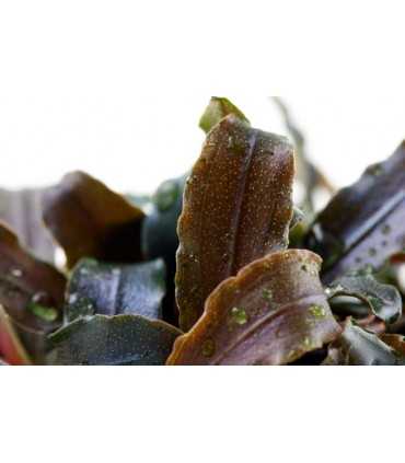 BUCEPHALANDRA KEDAGANG