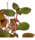 LUDWIGIA PALUSTRIS SUPER RED