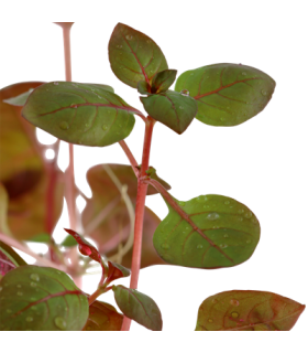 LUDWIGIA PALUSTRIS SUPER RED