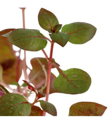 LUDWIGIA PALUSTRIS SUPER RED