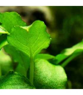 SCHISMATOGLOTTIS PRIETOI (