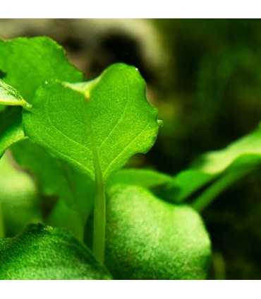 SCHISMATOGLOTTIS PRIETOI (