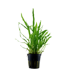 MICROSORUM PTEROPUS 'NARROW'