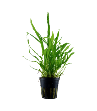 MICROSORUM PTEROPUS 'NARROW'