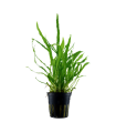 MICROSORUM PTEROPUS 'NARROW'