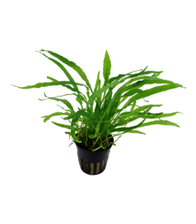 MICROSORUM PTEROPUS 'NARROW'