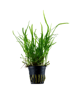 MICROSORUM PTEROPUS VAR. TRIDENT