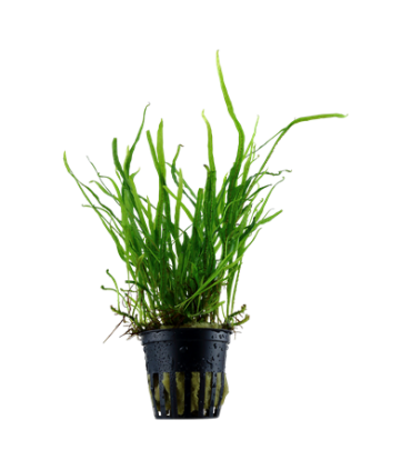 MICROSORUM PTEROPUS VAR. TRIDENT