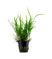 MICROSORUM PTEROPUS VAR. TRIDENT