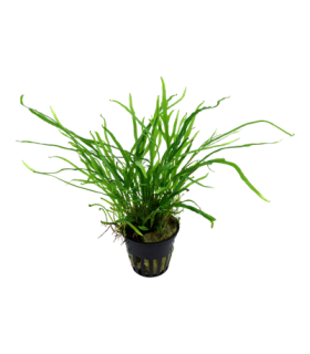 MICROSORUM PTEROPUS VAR. TRIDENT