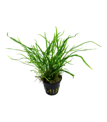 MICROSORUM PTEROPUS VAR. TRIDENT