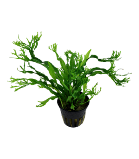 MICROSORUM PTEROPUS VAR. WINDELOW