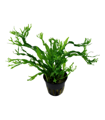 MICROSORUM PTEROPUS VAR. WINDELOW