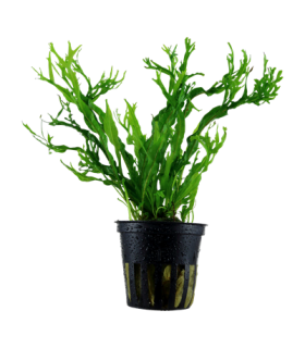 MICROSORUM PTEROPUS VAR. WINDELOW