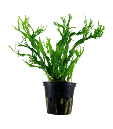 MICROSORUM PTEROPUS VAR. WINDELOW