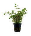 ROTALA ROTUNDIFOLIA