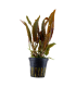 CRYPTOCORYNE USTERIANA