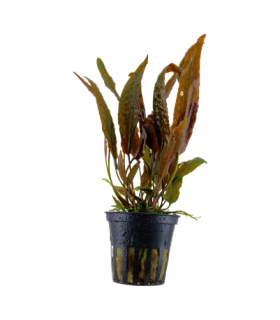 CRYPTOCORYNE USTERIANA