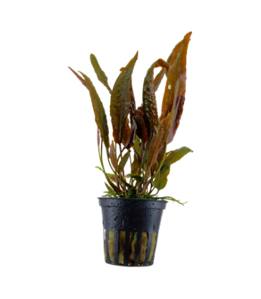 CRYPTOCORYNE USTERIANA