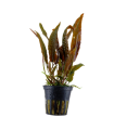 CRYPTOCORYNE USTERIANA