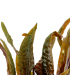 CRYPTOCORYNE USTERIANA