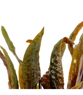 CRYPTOCORYNE USTERIANA