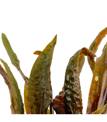 CRYPTOCORYNE USTERIANA