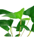 ANUBIA GRACILIS