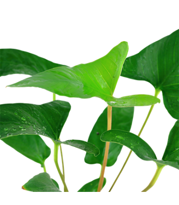 ANUBIA GRACILIS